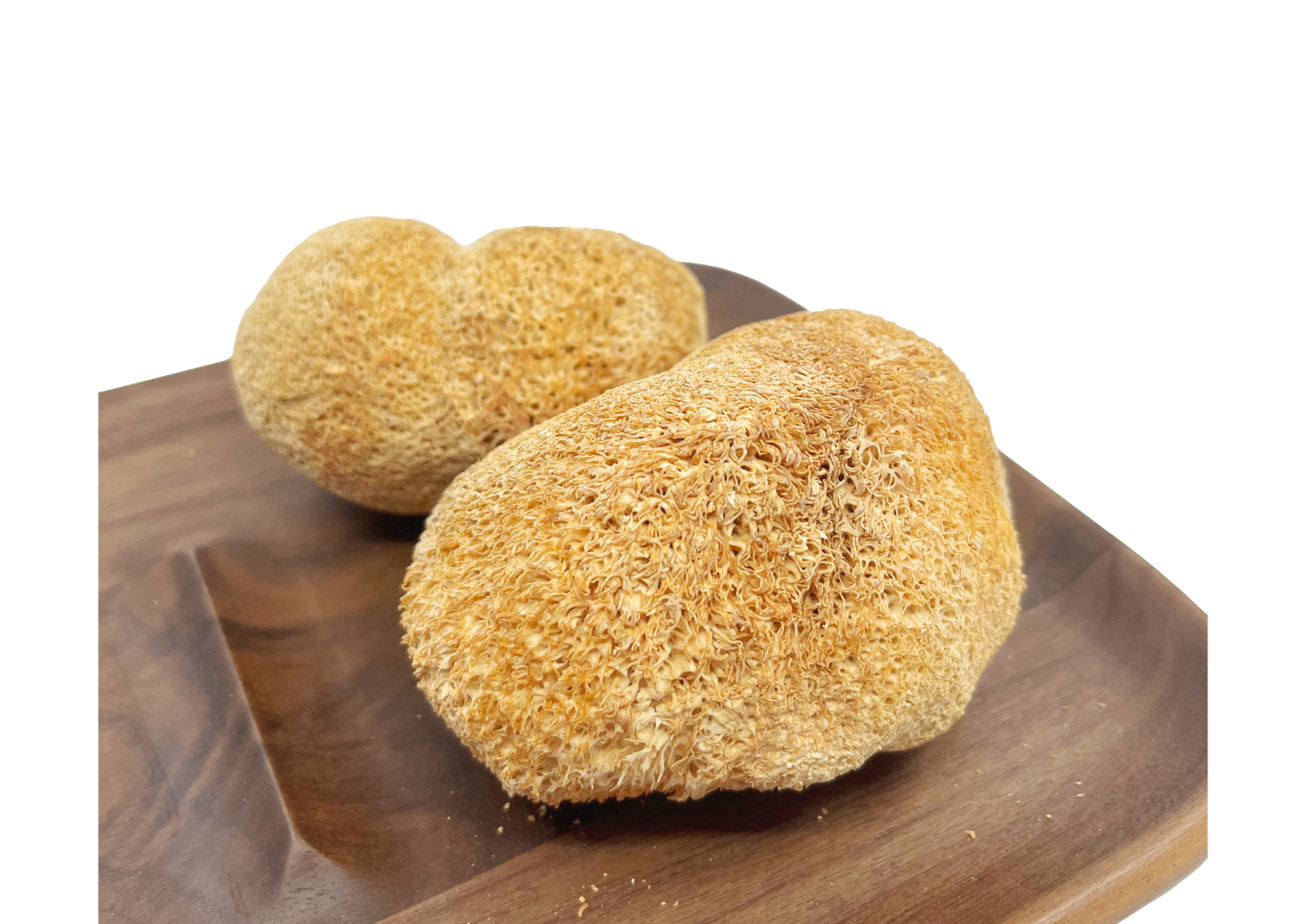 特大猴頭菇 250g
